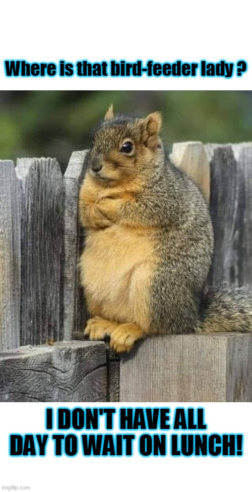 Where's My Lunch | Where is that bird-feeder lady ? I DON'T HAVE ALL DAY TO WAIT ON LUNCH! | image tagged in squirrel,annoyed | made w/ Imgflip meme maker
