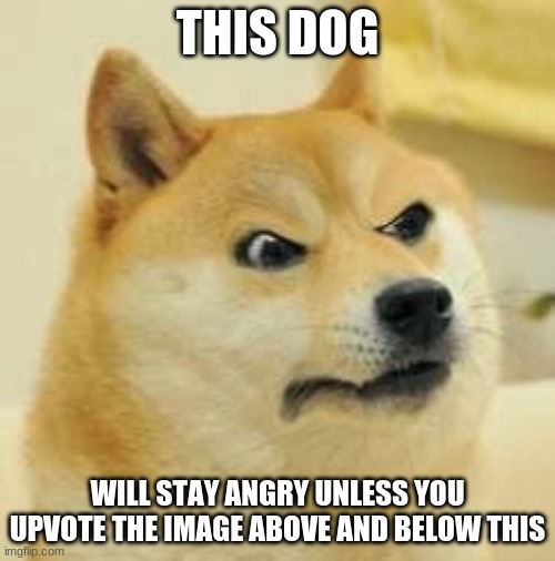 UPVOTE THE IMAGE ABOVE AND BELOW | THIS DOG; WILL STAY ANGRY UNLESS YOU UPVOTE THE IMAGE ABOVE AND BELOW THIS | image tagged in angry doge,upvote other images | made w/ Imgflip meme maker