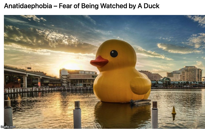 The duck lords are watching | image tagged in duck | made w/ Imgflip meme maker