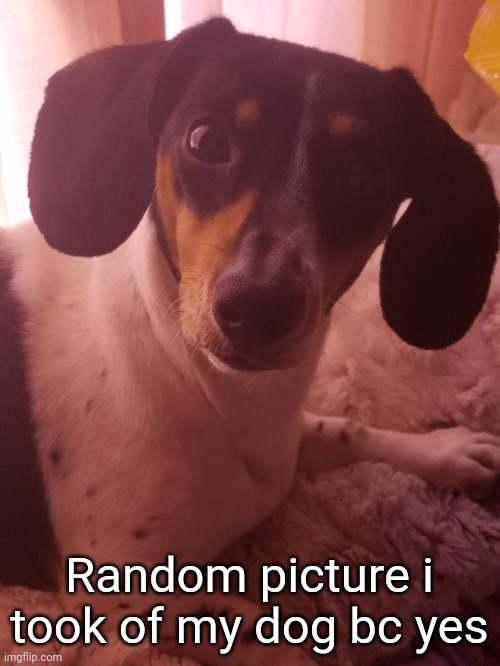 Random picture i took of my dog bc yes | made w/ Imgflip meme maker