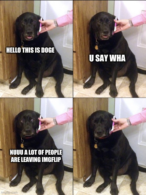 Hello this is dog | U SAY WHA; HELLO THIS IS DOGE; NUUU A LOT OF PEOPLE ARE LEAVING IMGFLIP | image tagged in hello this is dog | made w/ Imgflip meme maker