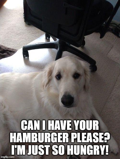 CAN I HAVE YOUR HAMBURGER PLEASE? I'M JUST SO HUNGRY! | made w/ Imgflip meme maker
