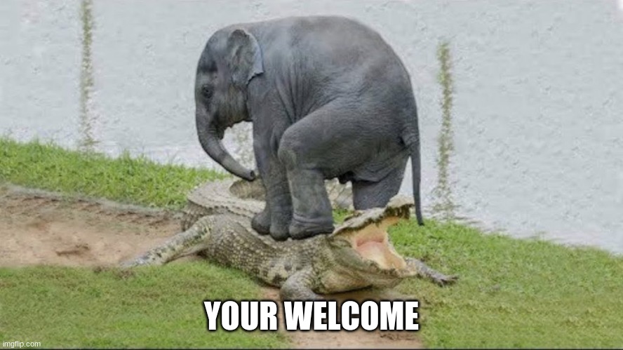elephant t-baging | YOUR WELCOME | image tagged in elephant t-baging | made w/ Imgflip meme maker