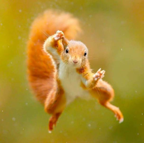 High Quality Squirrel flying in towards camera Blank Meme Template