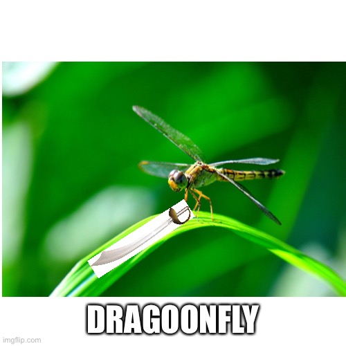 DRAGOONFLY | made w/ Imgflip meme maker