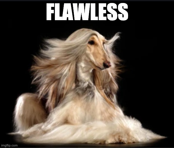 Flawless | FLAWLESS | image tagged in hair,dog,flawless,beauty | made w/ Imgflip meme maker