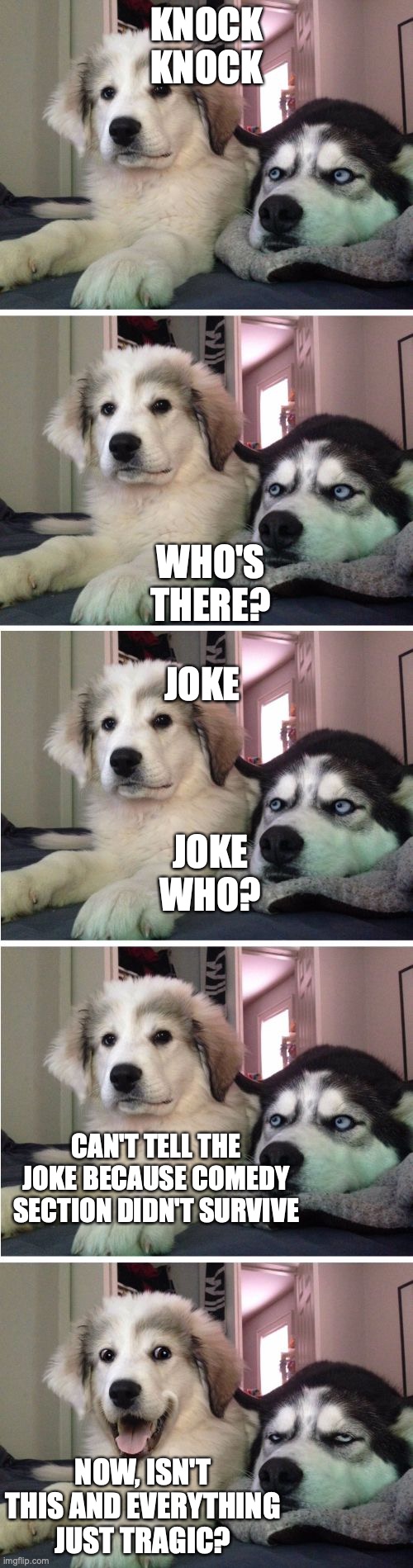 Knock Knock Dogs | KNOCK KNOCK; WHO'S THERE? JOKE; JOKE WHO? CAN'T TELL THE JOKE BECAUSE COMEDY SECTION DIDN'T SURVIVE; NOW, ISN'T THIS AND EVERYTHING JUST TRAGIC? | image tagged in knock knock dogs | made w/ Imgflip meme maker
