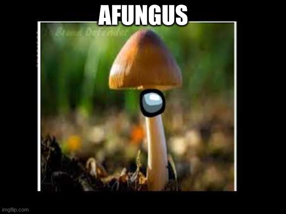 Afungus Imgflip