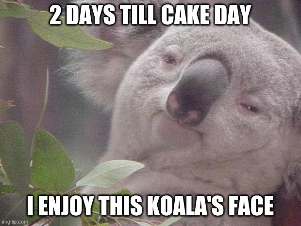 2 days | 2 DAYS TILL CAKE DAY; I ENJOY THIS KOALA'S FACE | image tagged in dank koala | made w/ Imgflip meme maker