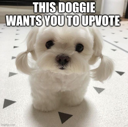 Cute dog | THIS DOGGIE WANTS YOU TO UPVOTE | image tagged in cute dog | made w/ Imgflip meme maker