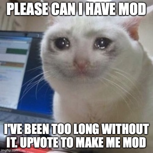 Please upvote to make me moderator. | PLEASE CAN I HAVE MOD; I'VE BEEN TOO LONG WITHOUT IT. UPVOTE TO MAKE ME MOD | image tagged in crying cat,moderators | made w/ Imgflip meme maker