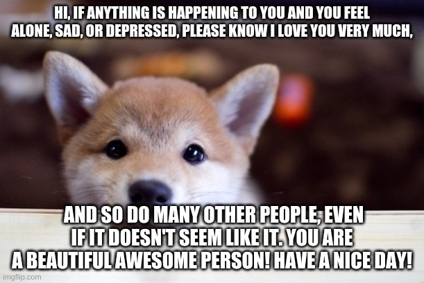 :) | HI, IF ANYTHING IS HAPPENING TO YOU AND YOU FEEL ALONE, SAD, OR DEPRESSED, PLEASE KNOW I LOVE YOU VERY MUCH, AND SO DO MANY OTHER PEOPLE, EVEN IF IT DOESN'T SEEM LIKE IT. YOU ARE A BEAUTIFUL AWESOME PERSON! HAVE A NICE DAY! | image tagged in cute dog | made w/ Imgflip meme maker