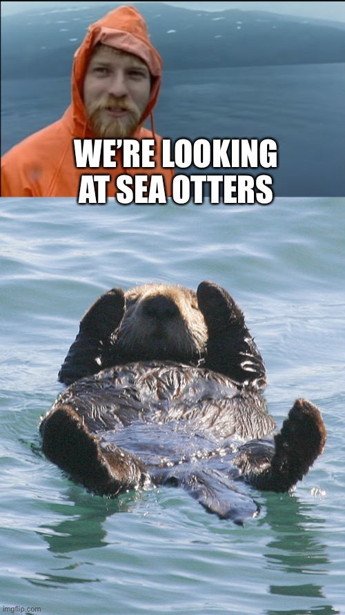 Sea otters | WE’RE LOOKING AT SEA OTTERS | image tagged in sea otter | made w/ Imgflip meme maker