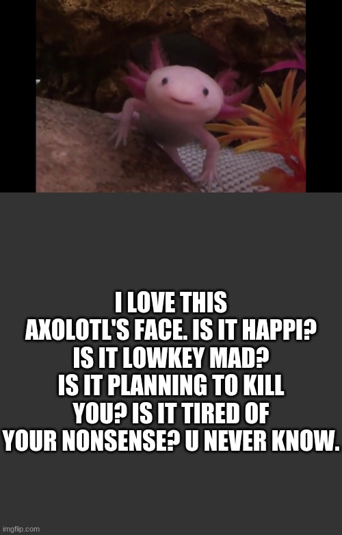 XD | I LOVE THIS AXOLOTL'S FACE. IS IT HAPPI? IS IT LOWKEY MAD?
IS IT PLANNING TO KILL YOU? IS IT TIRED OF YOUR NONSENSE? U NEVER KNOW. | image tagged in memes,blank transparent square | made w/ Imgflip meme maker