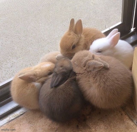 "me cold" "me cold too" "lets hug :3" | image tagged in bunnies | made w/ Imgflip meme maker