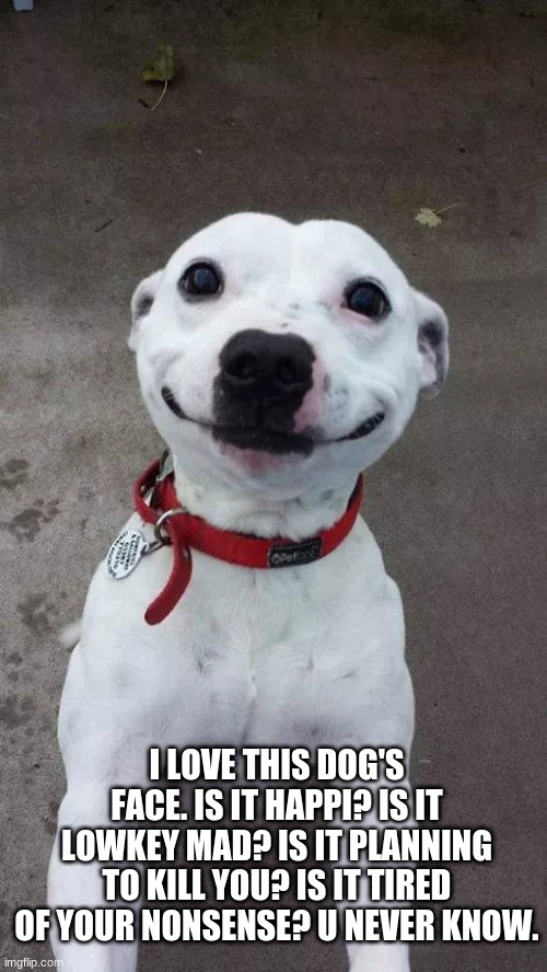 XDDDDDDD | I LOVE THIS DOG'S FACE. IS IT HAPPI? IS IT LOWKEY MAD? IS IT PLANNING TO KILL YOU? IS IT TIRED OF YOUR NONSENSE? U NEVER KNOW. | made w/ Imgflip meme maker
