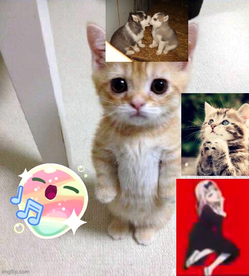 Cuteness everywhere why not have to add a anime cuteness dose it look cute? | image tagged in memes,cute cat | made w/ Imgflip meme maker
