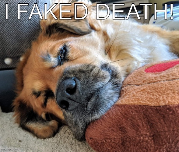 Melting dog | I FAKED DEATH! | image tagged in melting dog | made w/ Imgflip meme maker