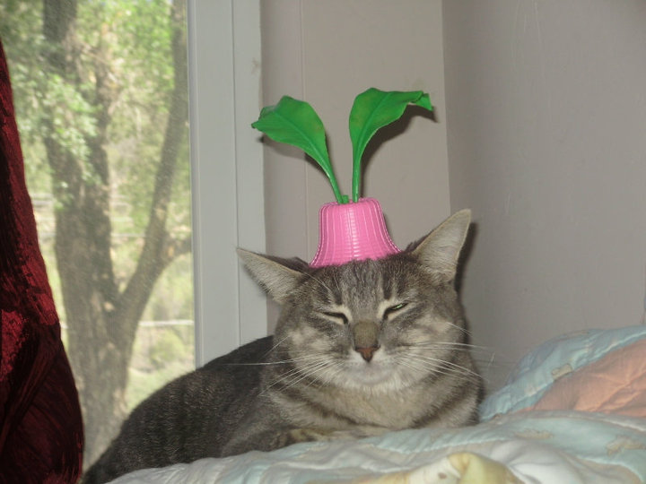 image tagged in animals,cats,funny