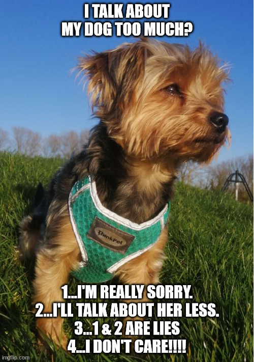 Talk about my dog too much? | I TALK ABOUT MY DOG TOO MUCH? 1...I'M REALLY SORRY.
2...I'LL TALK ABOUT HER LESS.
3...1 & 2 ARE LIES
4...I DON'T CARE!!!! | image tagged in dogs | made w/ Imgflip meme maker