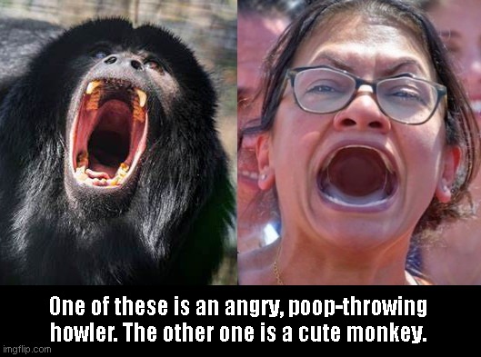Israel-hating Rashida Tlaib and look-alike | One of these is an angry, poop-throwing howler. The other one is a cute monkey. | image tagged in rashida tlaib separated at birth,antisemitism,radical rashida tlaib,anti israel,howler monkey,parody | made w/ Imgflip meme maker