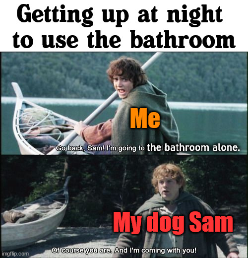 Applies to cats as well ... I think. | Getting up at night 
to use the bathroom; Me; the bathroom alone. My dog Sam | image tagged in of course you are and i'm coming with you | made w/ Imgflip meme maker