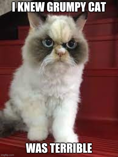 new grumpy cat | I KNEW GRUMPY CAT; WAS TERRIBLE | image tagged in new,grumpy cat | made w/ Imgflip meme maker