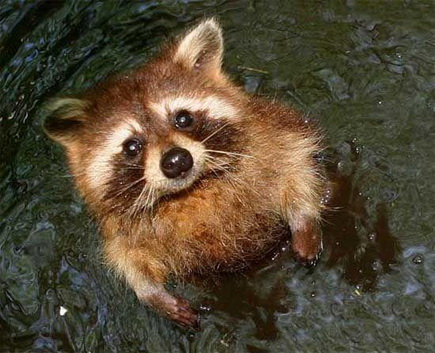 image tagged in animals