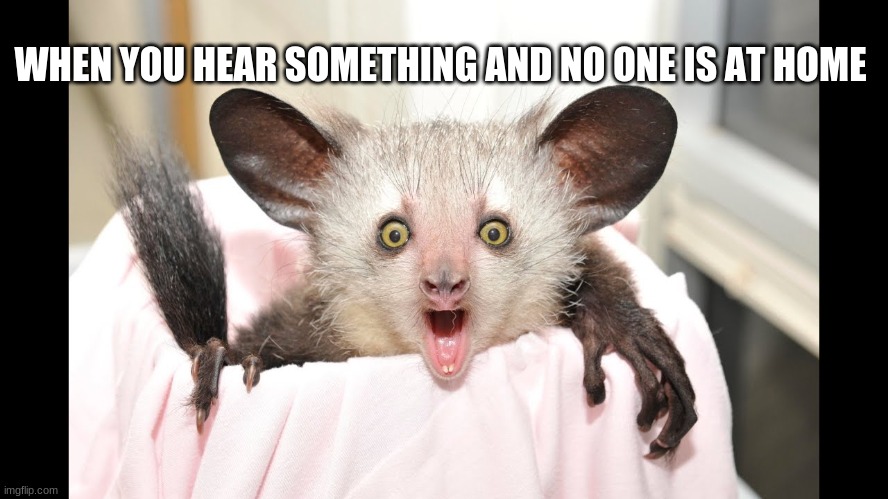 The terrified AYE AYE | WHEN YOU HEAR SOMETHING AND NO ONE IS AT HOME | image tagged in aye aye | made w/ Imgflip meme maker
