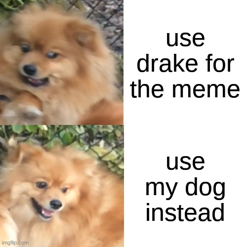 his name is teddy | use drake for the meme; use my dog instead | image tagged in memes,drake hotline bling,funny,drake meme | made w/ Imgflip meme maker
