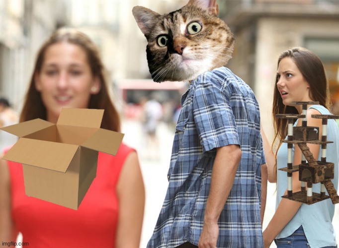 cats new trend be like | image tagged in cats,cat,box,climbing,funny memes | made w/ Imgflip meme maker