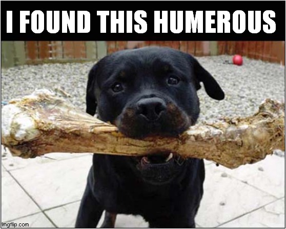 I Don't Know About You, But ... |  I FOUND THIS HUMEROUS | image tagged in fun,dogs,bone,visual pun | made w/ Imgflip meme maker