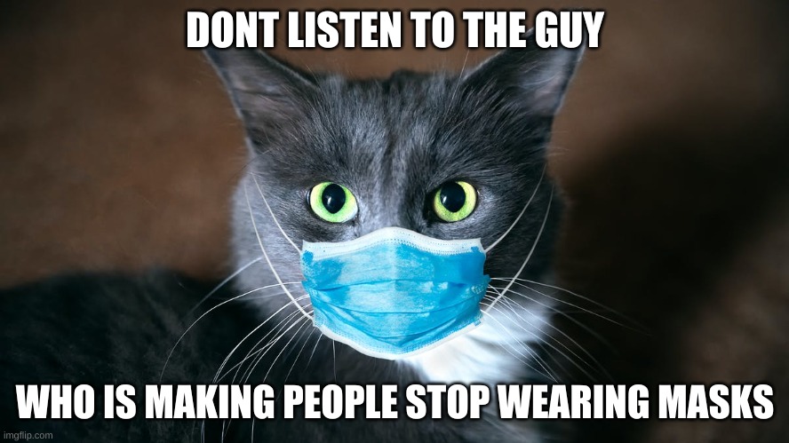 catvid cat | DONT LISTEN TO THE GUY; WHO IS MAKING PEOPLE STOP WEARING MASKS | image tagged in catvid cat | made w/ Imgflip meme maker