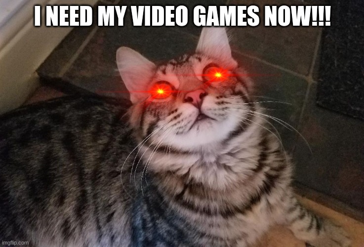 games | I NEED MY VIDEO GAMES NOW!!! | image tagged in traumatic funny cat | made w/ Imgflip meme maker