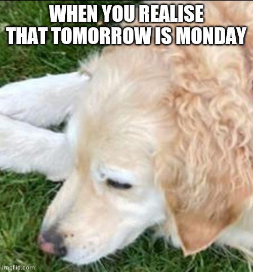 it do be like that tho | WHEN YOU REALISE THAT TOMORROW IS MONDAY | image tagged in sad dog,monday,dog | made w/ Imgflip meme maker