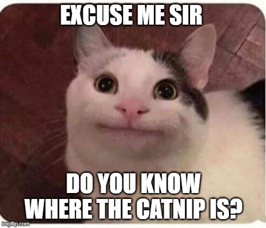 Polite Cat | EXCUSE ME SIR; DO YOU KNOW WHERE THE CATNIP IS? | image tagged in polite cat | made w/ Imgflip meme maker