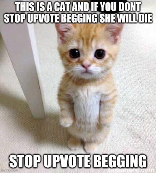 noice | THIS IS A CAT AND IF YOU DONT STOP UPVOTE BEGGING SHE WILL DIE; STOP UPVOTE BEGGING | image tagged in memes,cute cat | made w/ Imgflip meme maker