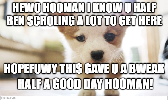 just wanted to stop by and say hewo | HEWO HOOMAN I KNOW U HALF BEN SCROLING A LOT TO GET HERE; HOPEFUWY THIS GAVE U A BWEAK; HALF A GOOD DAY HOOMAN! | image tagged in cute dog | made w/ Imgflip meme maker