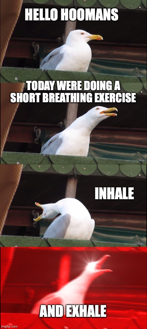 breathing exercise | HELLO HOOMANS; TODAY WERE DOING A SHORT BREATHING EXERCISE; INHALE; AND EXHALE | image tagged in memes,inhaling seagull | made w/ Imgflip meme maker