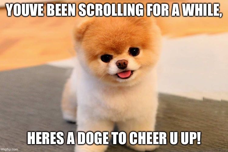 :) | YOUVE BEEN SCROLLING FOR A WHILE, HERES A DOGE TO CHEER U UP! | image tagged in doge,fun,cute | made w/ Imgflip meme maker