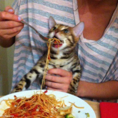cat eating spaghetti | image tagged in cat eating spaghetti | made w/ Imgflip meme maker