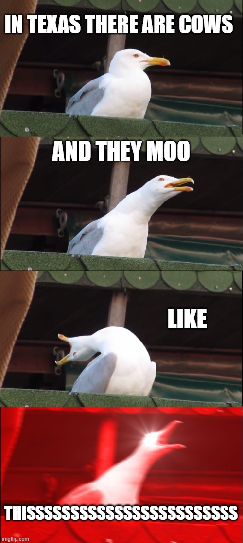 Inhaling Seagull Meme | IN TEXAS THERE ARE COWS; AND THEY MOO; LIKE; THISSSSSSSSSSSSSSSSSSSSSSSS | image tagged in memes,inhaling seagull | made w/ Imgflip meme maker