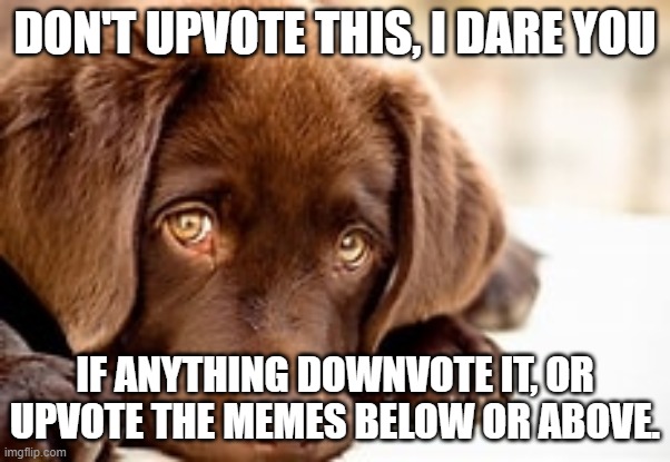 upvote the meme above or below, because they are better than this one. | DON'T UPVOTE THIS, I DARE YOU; IF ANYTHING DOWNVOTE IT, OR UPVOTE THE MEMES BELOW OR ABOVE. | image tagged in cute dog,downvote,upvote | made w/ Imgflip meme maker