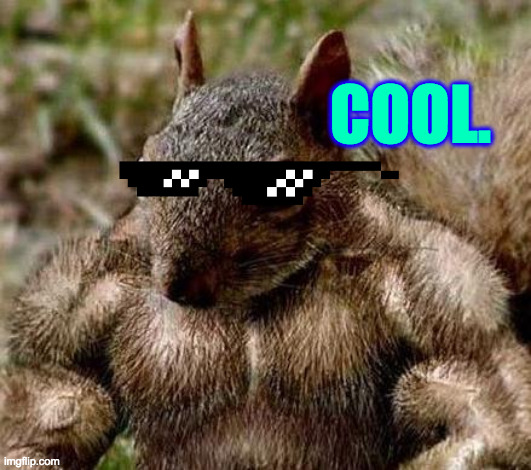 Muscle squirrel | COOL. | image tagged in muscle squirrel | made w/ Imgflip meme maker
