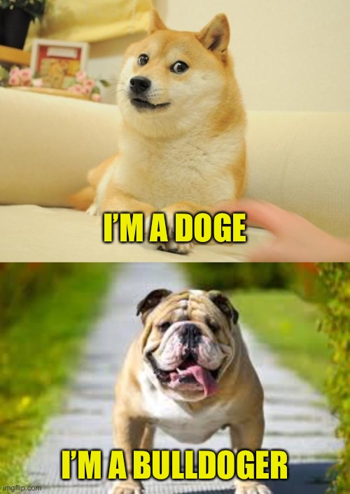 Like A Tank | I’M A DOGE; I’M A BULLDOGER | image tagged in doge,bulldoger,bulldog,bulldozer | made w/ Imgflip meme maker