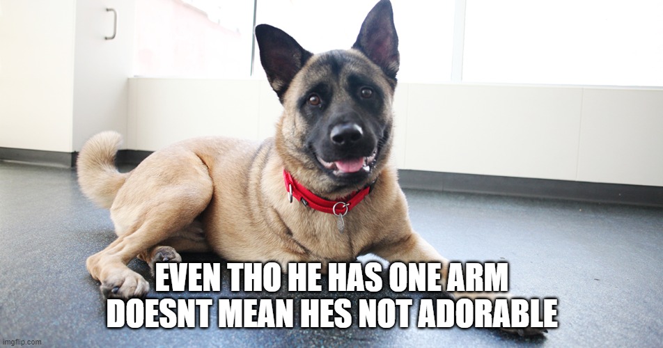 cute 3 leg dogo | EVEN THO HE HAS ONE ARM DOESNT MEAN HES NOT ADORABLE | image tagged in doge,cute,aww | made w/ Imgflip meme maker