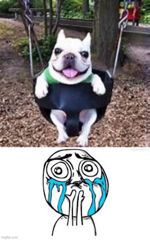 this cute doggo | image tagged in memes,crying because of cute | made w/ Imgflip meme maker