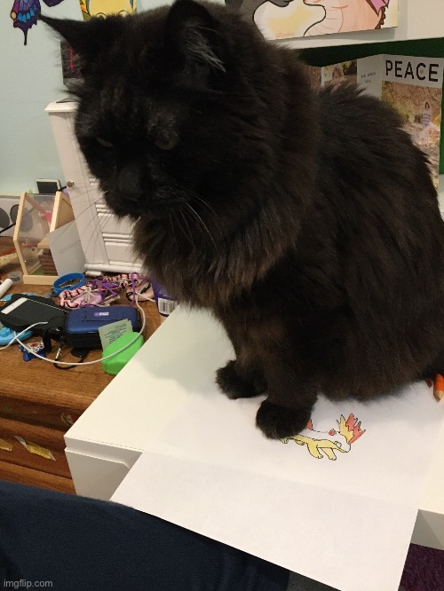 My cat sat on my drawing while I was drawing it | made w/ Imgflip meme maker