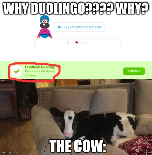 Duolingo..... | WHY DUOLINGO???? WHY? THE COW: | image tagged in duolingo | made w/ Imgflip meme maker