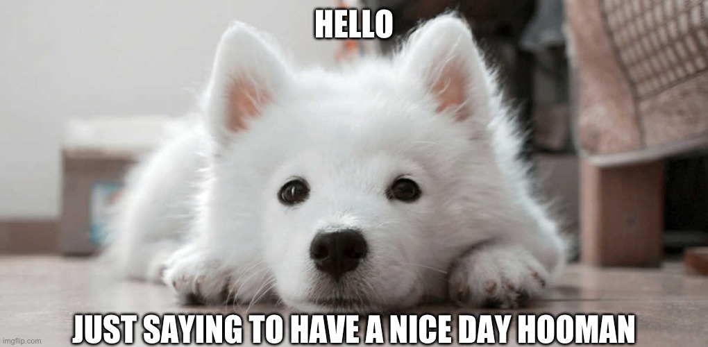 Have a great day | HELLO; JUST SAYING TO HAVE A NICE DAY HOOMAN | image tagged in stop scrolling hooman,stop reading these tags hooman,i said stop,stop now,stop reading the tags,bad hooman | made w/ Imgflip meme maker